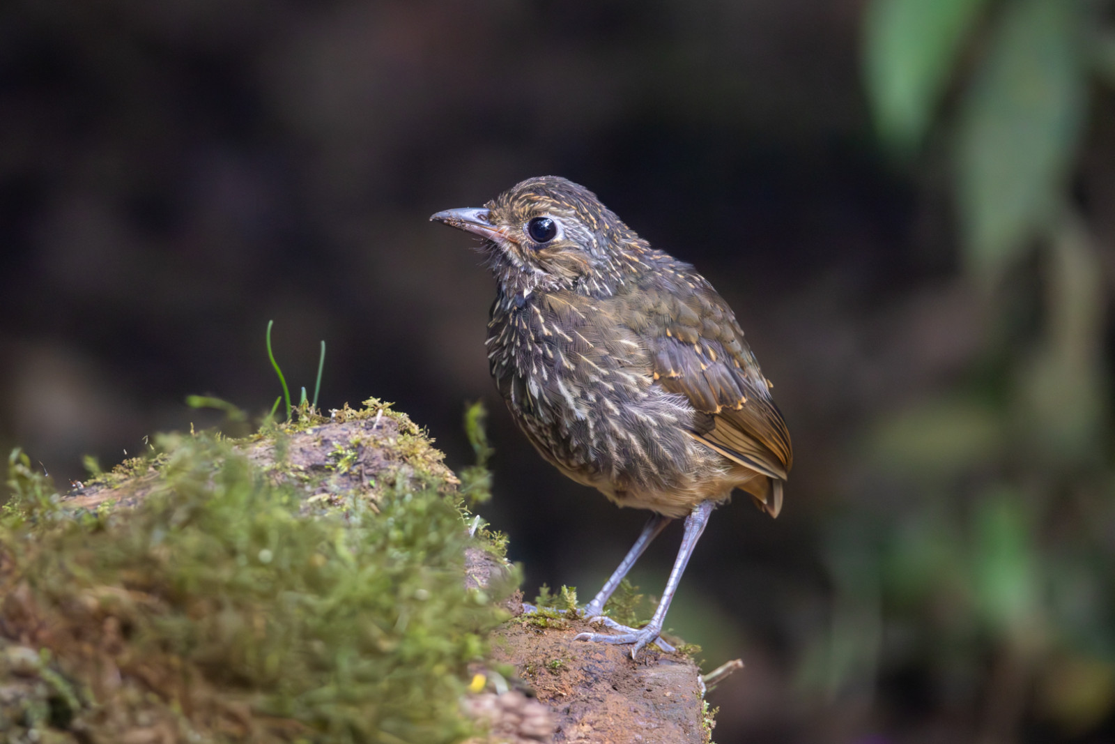 image Scaled Antpitta
